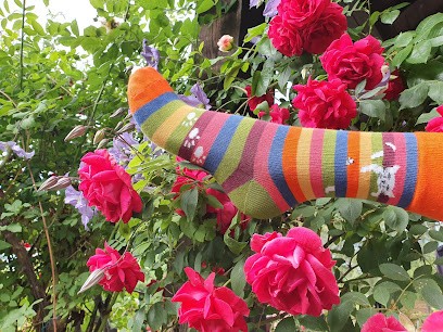 Chaussettes Coccinelle, Magasin de Vêtements à Gap