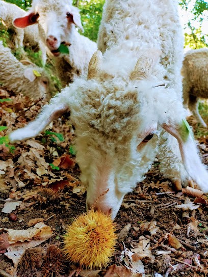 La Maille Sauvage, Magasin de Vêtements à Creysseilles